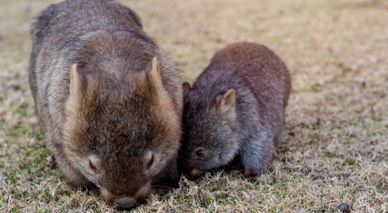 Wombat Day