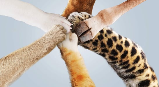 National Animal Advocacy Day