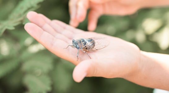 National Be Nice to Bugs Day