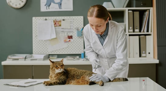 National Cat DNA Day