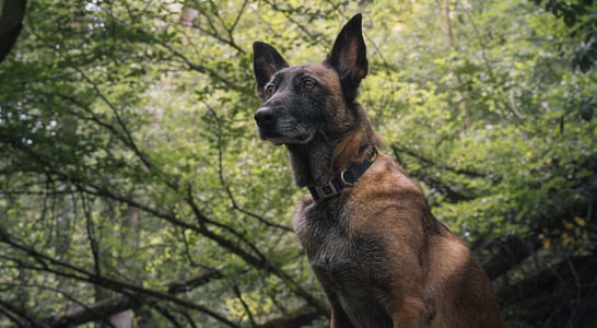 National Conservation Dog Day