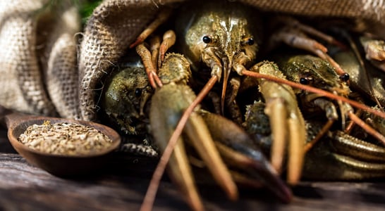 National Crawfish Day