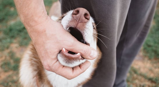 National Dog Bite Prevention Week