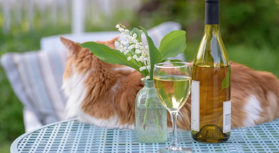 National Drink Wine with Your Cat Week