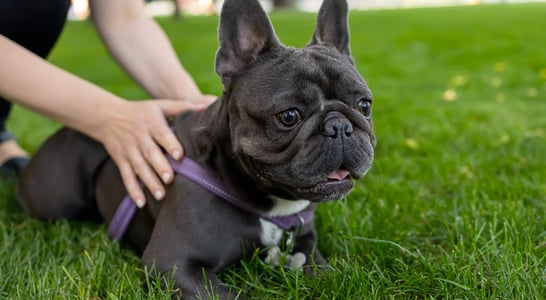 National French Bulldog Day