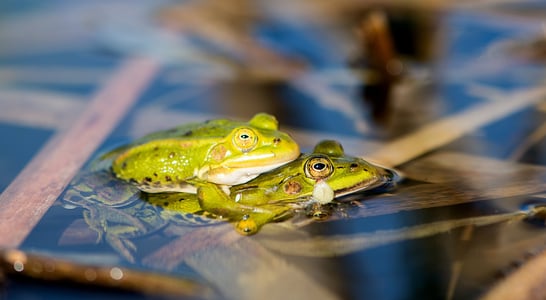 National Frog Month