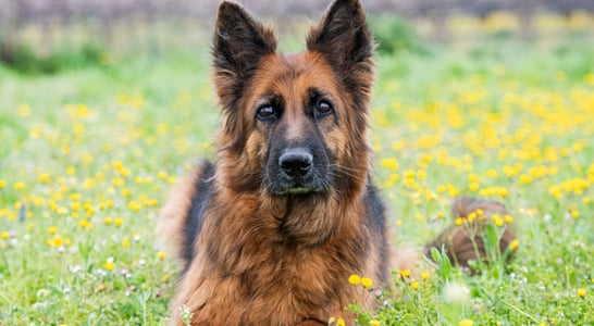 National German Shepherd Day