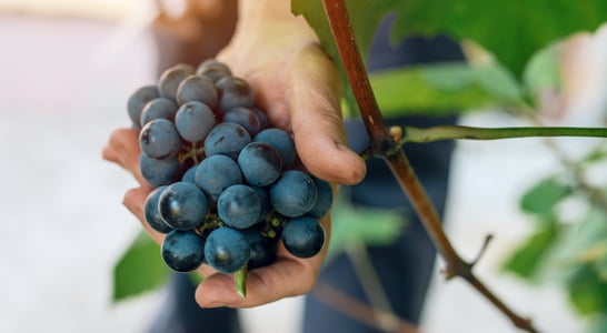 National Grape Day