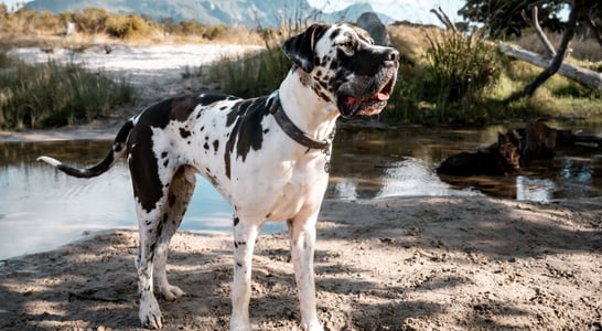 National Great Dane Day
