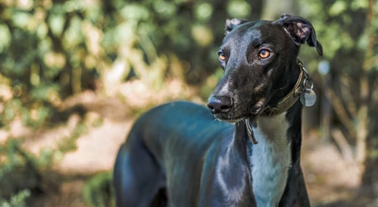 National Greyhound Day