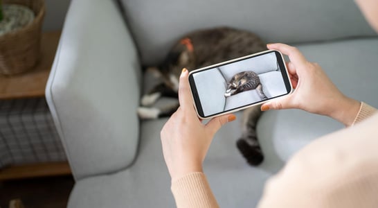 National Internet Cat Day