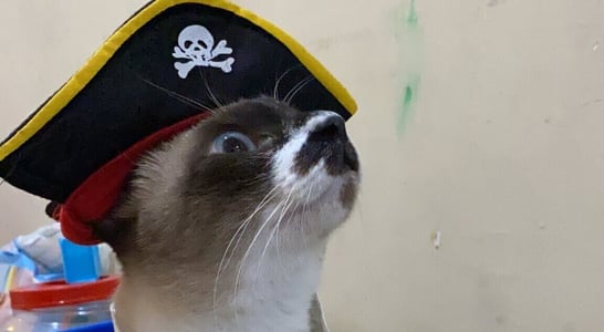 National Meow Like a Pirate Day