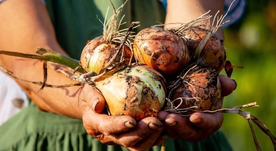 National Onion Day