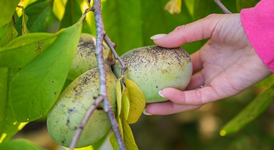 National Pawpaw Day