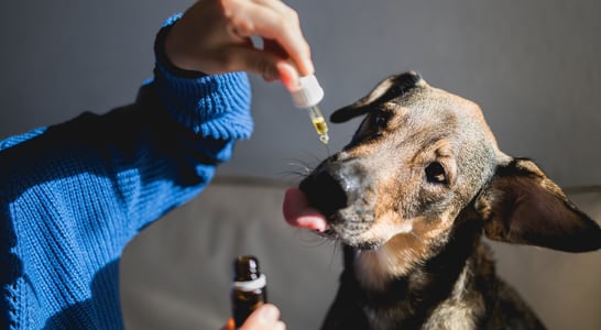 National Pet CBD Day