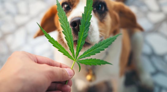National Pet CBD Month