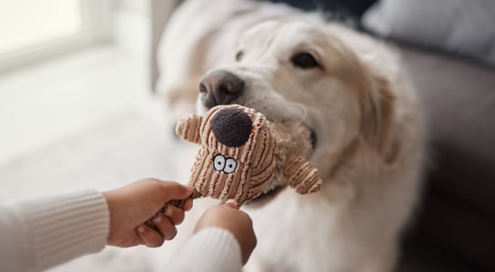 National Pet Choking Prevention Day