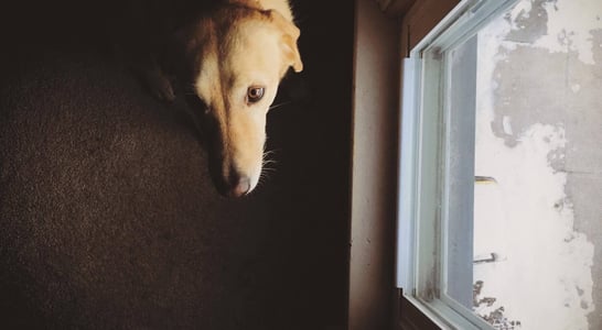 National Pet Memorial Day