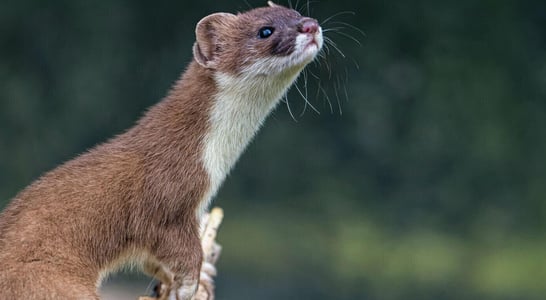 National Pop Goes The Weasel Day 