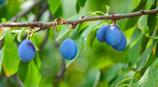 National Prune Day
