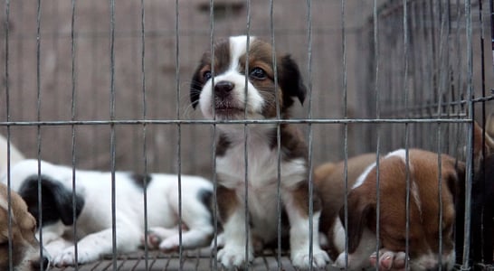 National Puppy Mill Survivor Day