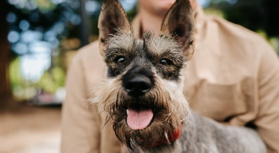 National Schnauzer Day