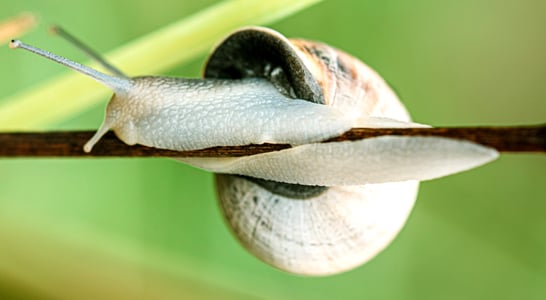 National Snail Day
