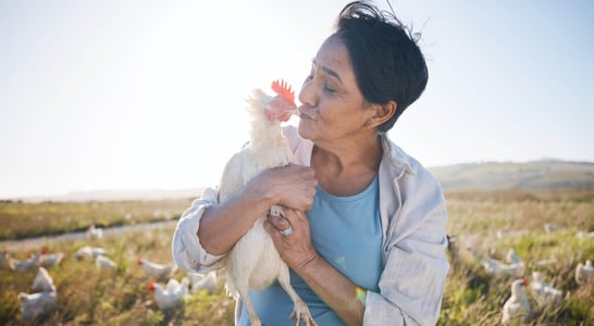 National Snuggle a Chicken Day