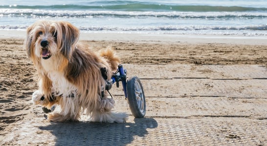 National Specially-abled Pets Day