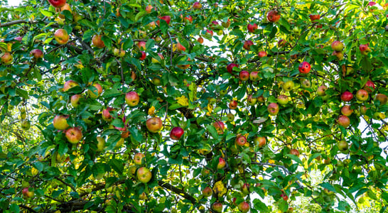 National Sugarbee® Apple Day