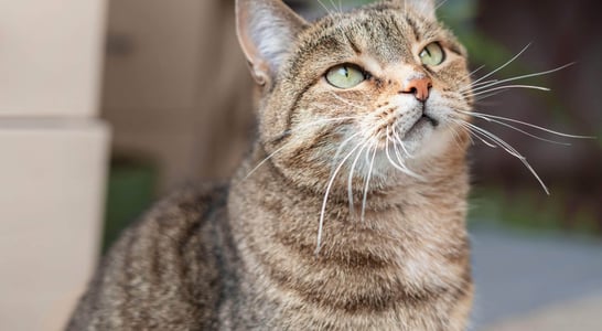 National Tabby Day