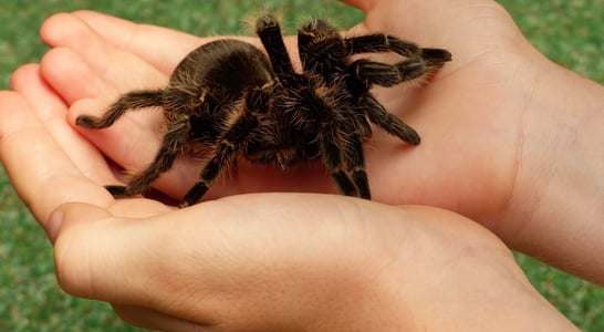 National Tarantula Appreciation Day