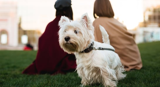 National Westie Day