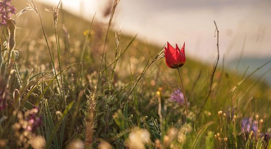 National Wildflower Week 