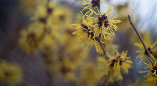 National Witch Hazel Day