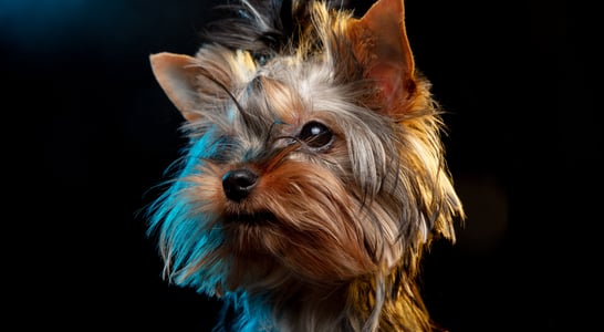 National Yorkie Day