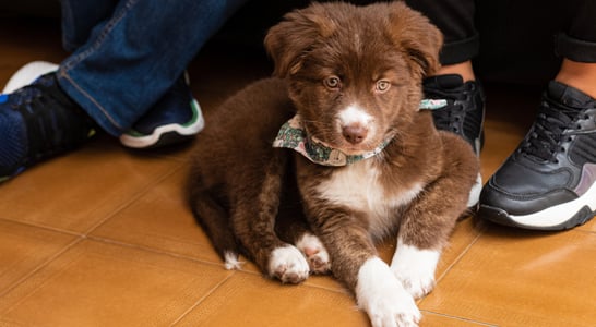 No Pet Store Puppies Day