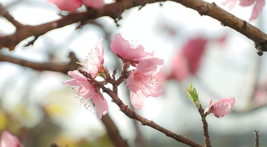 Peach Blossom Day