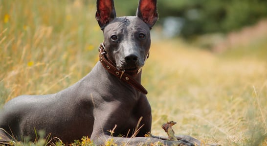 Peruvian Hairless Dog Day