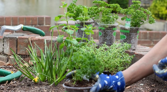 Plant Something Day
