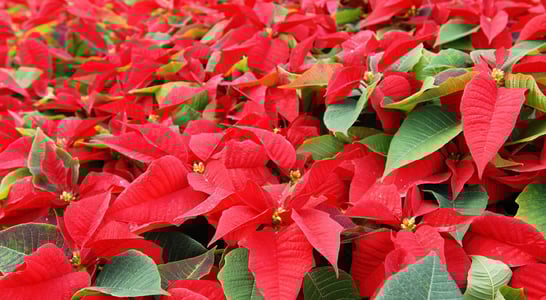 National Poinsettia Day