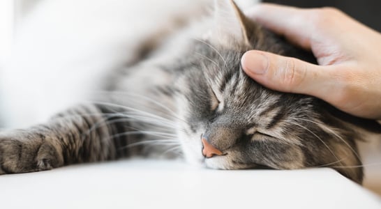 Respect Your Cat Day