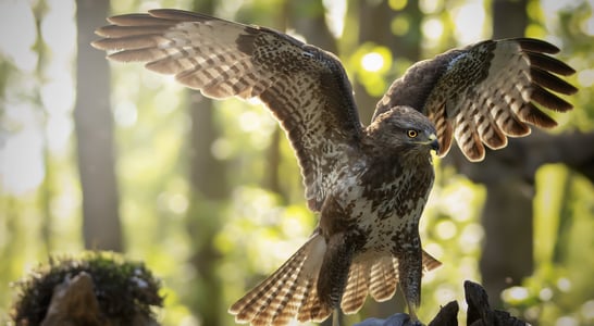 Raptor Month