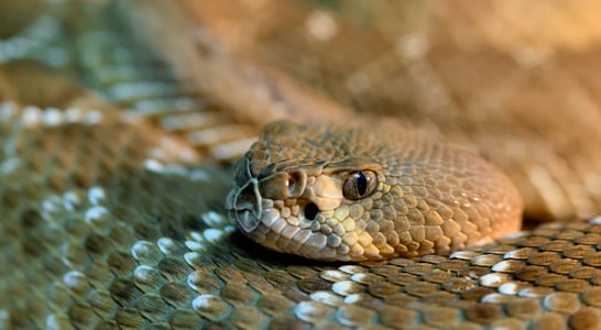 Rattlesnake Roundup Day