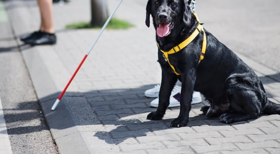 Seeing-Eye Guide Dog Anniversary