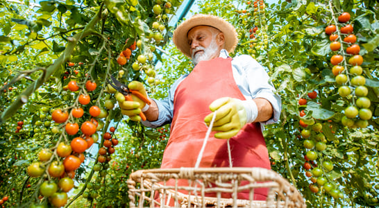 Fresh Florida Tomato Month