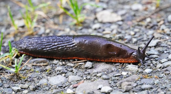Slugs Return From Capistrano Day