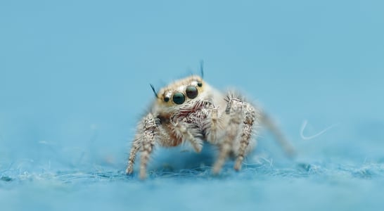International Jumping Spider Day