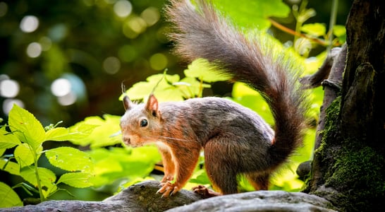Squirrel Awareness Month