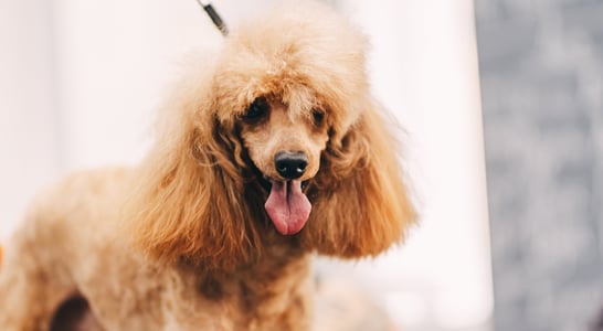 Standard Poodle Day